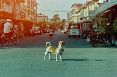 Dog on street in city