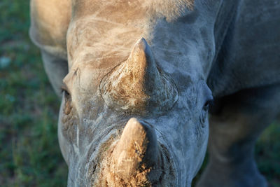 Close-up of horse