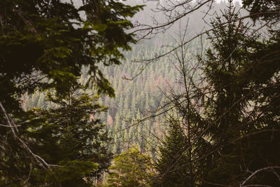 Trees in forest