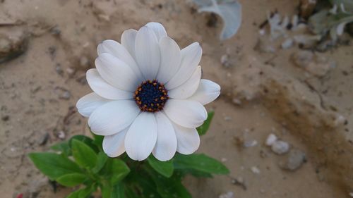 Close-up of flower blooming outdoors