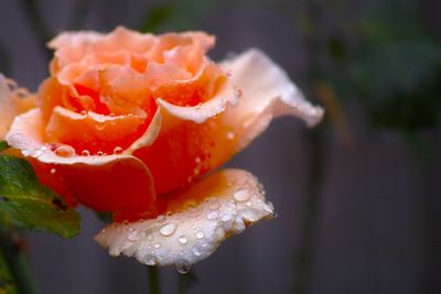 Close-up of rose flower