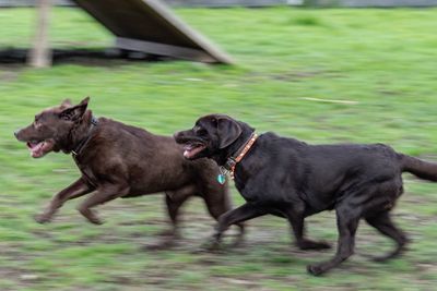 Black dog running in a field