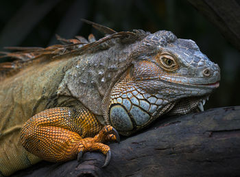 Close-up of lizard