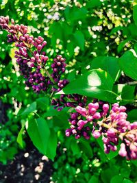 Close-up of pink flowering plant