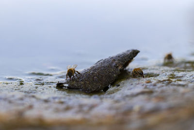 Close-up of crab on rock