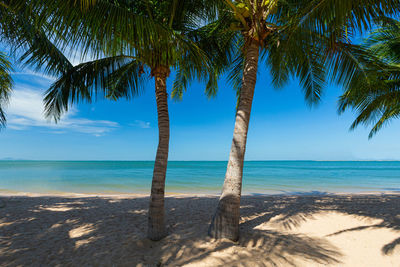 Palm trees on beach against sky