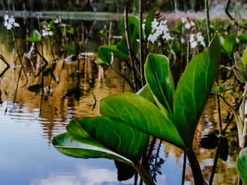 Close-up of water lily leaves in lake