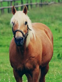 Close-up of horse standing on field