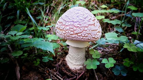 Close-up of mushrooms