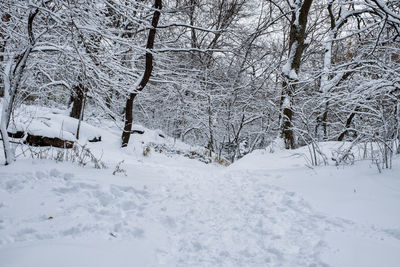 Bare trees on snow covered field