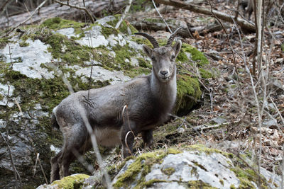 An alpine ibex or steinbock, a wild goat in nature