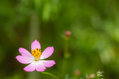 Close-up of cosmos flower