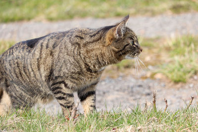 Alert cat looking to the right