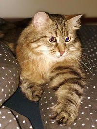 Portrait of cat sitting on sofa