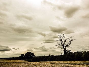 Trees on field against cloudy sky