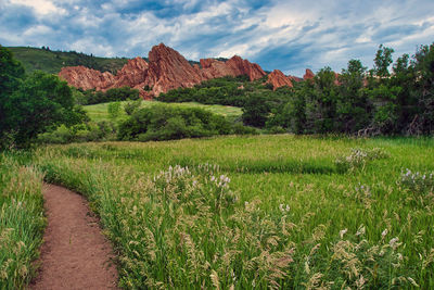 Beautiful green grass and wildflowers below the red sandstone rocks in roxborough state park, co.