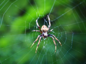 Close-up of spider on web