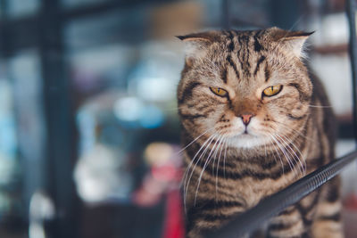 Close-up portrait of a cat