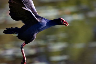 Close-up of a bird flying over lake