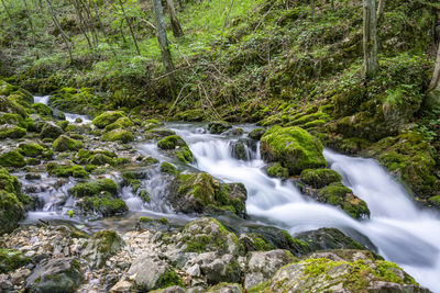 Scenic view of waterfall in forest