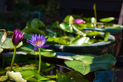 Close-up of purple water lily