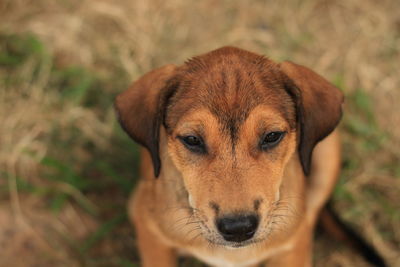 Close-up portrait of dog