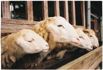 Close-up of sheep in pen