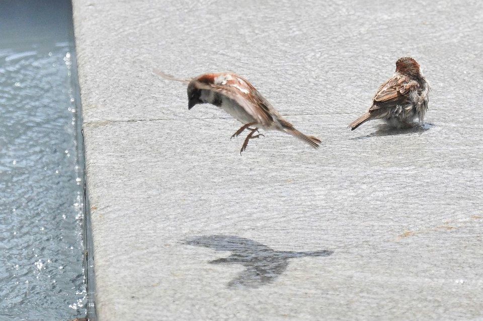 animal themes, bird, animals in the wild, wildlife, one animal, pigeon, spread wings, flying, full length, two animals, three animals, street, medium group of animals, zoology, day, outdoors, high angle view, sunlight, walking