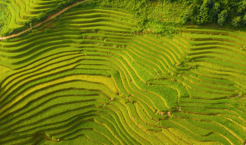 Full frame shot of rice paddy