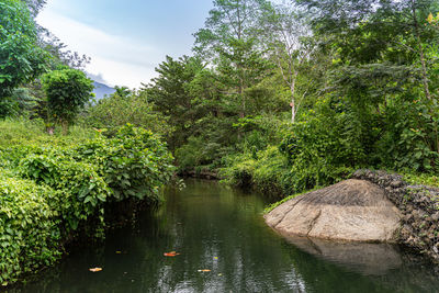 Scenic view of lake in forest against sky