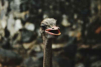 Close-up portrait of a bird