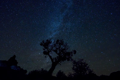 Low angle view of silhouette trees against star field