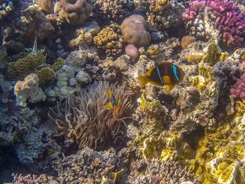 View of fish swimming in sea