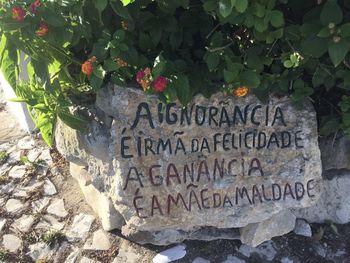 Close-up of text written on plant