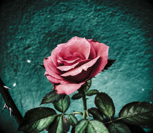 Close-up of flower blooming outdoors