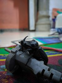 Close-up of insect on table