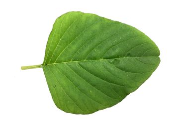 Close-up of green leaf against white background