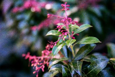 Close-up of pink flowering plant