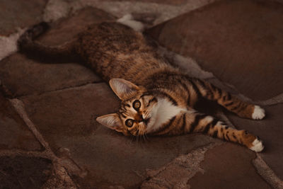 High angle view of cat resting