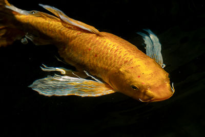 Close-up of fish swimming in sea