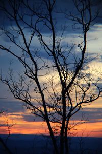 Silhouette bare tree against dramatic sky during sunset