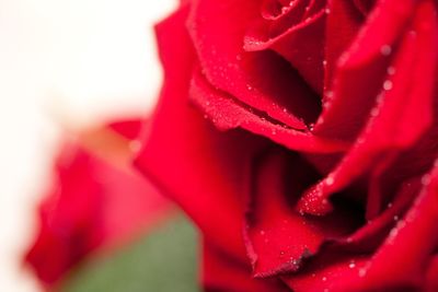 Close-up of red flower