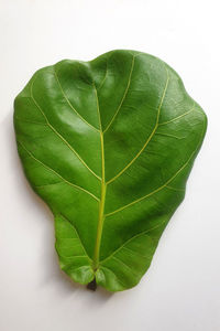 Close-up of green leaf on white background