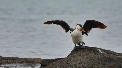 Birds flying over rocks