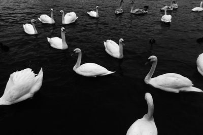 Swans swimming in lake