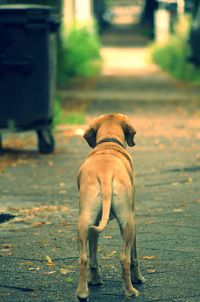 Rear view of dog on street