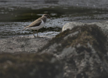 Bird perching on rock