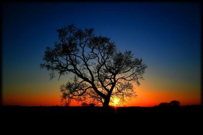 Silhouette of trees at sunset