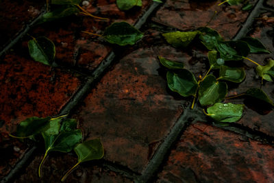 High angle view of plants