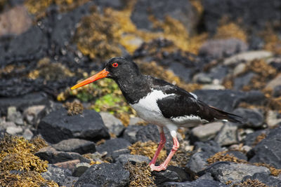 Close-up of bird perching on rock